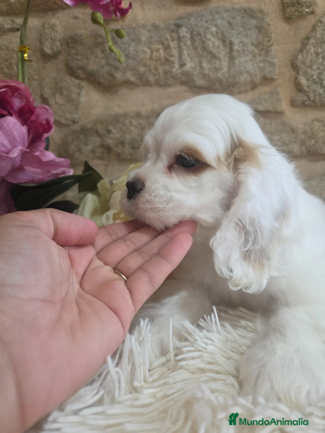 Cocker Spaniel Americano perros en venta: Cachorra cocker americano - Anuncio 1