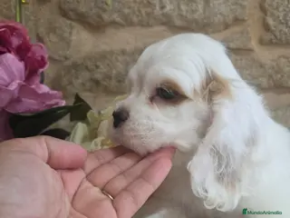 Cocker Spaniel Americano perros Cachorra cocker americano - Anuncio 1