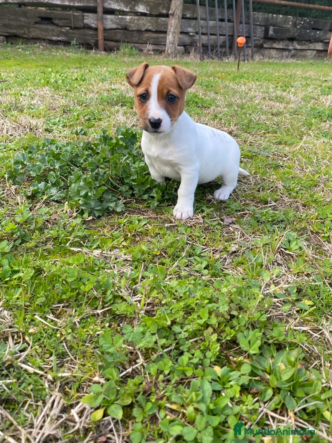 Jack Russell Terrier perros en venta: Cachorros Jack Russell Terrier  - Anuncio 2