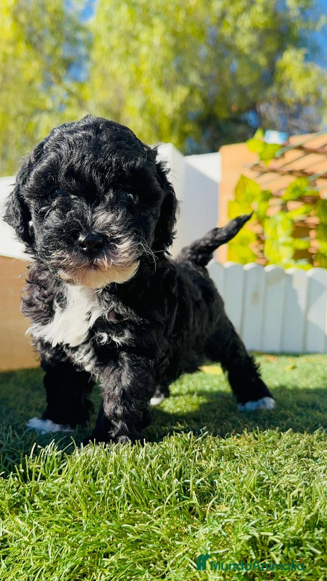 Caniche Toy perros en venta: CANICHE TOY HEMBRA - Anuncio 1