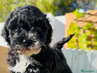 Caniche Toy perros CANICHE TOY HEMBRA - Anuncio 3