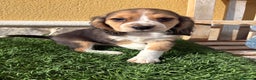 Beagle perros en venta: Espectacular cachorro de Beagle - Anuncio 14