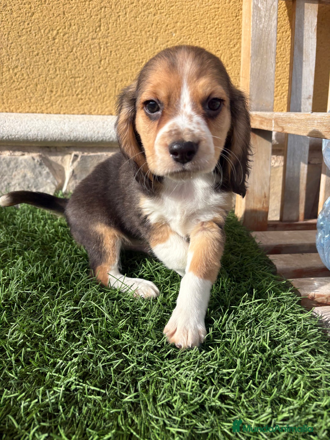 Beagle perros en venta: Espectacular cachorro de Beagle - Anuncio 14