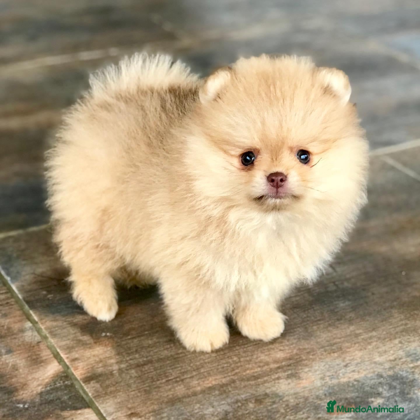 Pomerania perros MONERÍAS DE CACHORROS//// en Badajoz - Anuncio 35