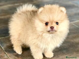 Pomerania perros MONERÍAS DE CACHORROS//// en Badajoz - Anuncio 32
