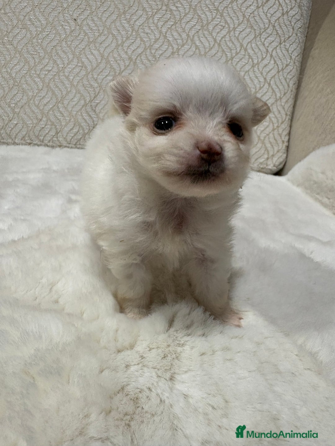 Pomerania perros en venta: Lulu Pomerania Toy hembra naranja blanca  - Anuncio 17