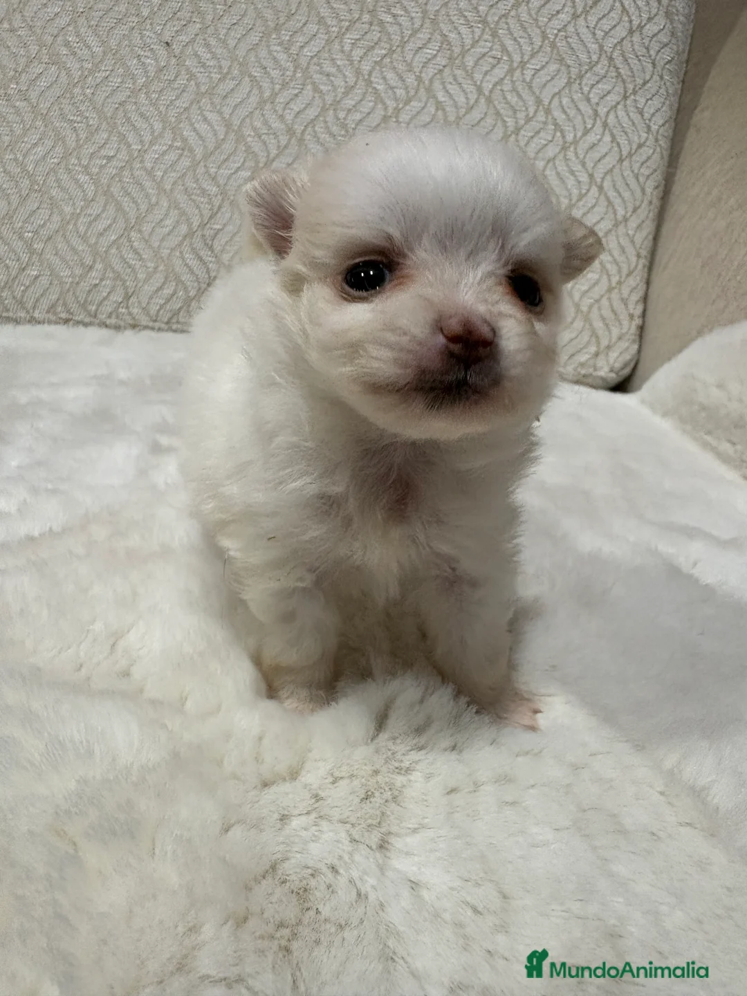 Pomerania perros en venta: Lulu Pomerania Toy hembra naranja blanca  - Anuncio 17