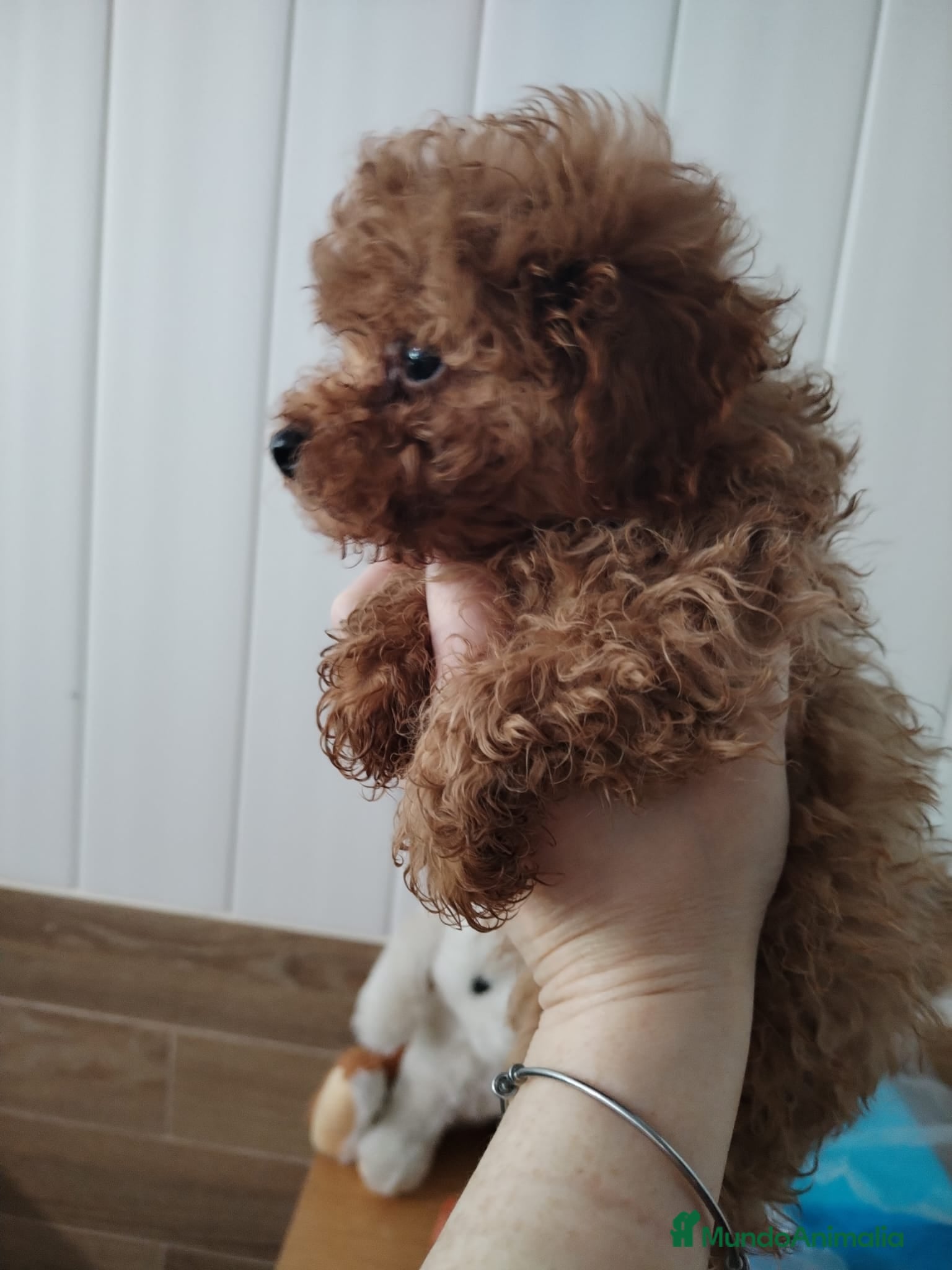 Caniche Mediano perros en venta: Caniche hembra - Anuncio 3