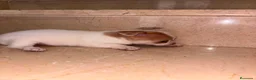 Chihuahua perros en venta: Chihuahua toy  - Anuncio 2