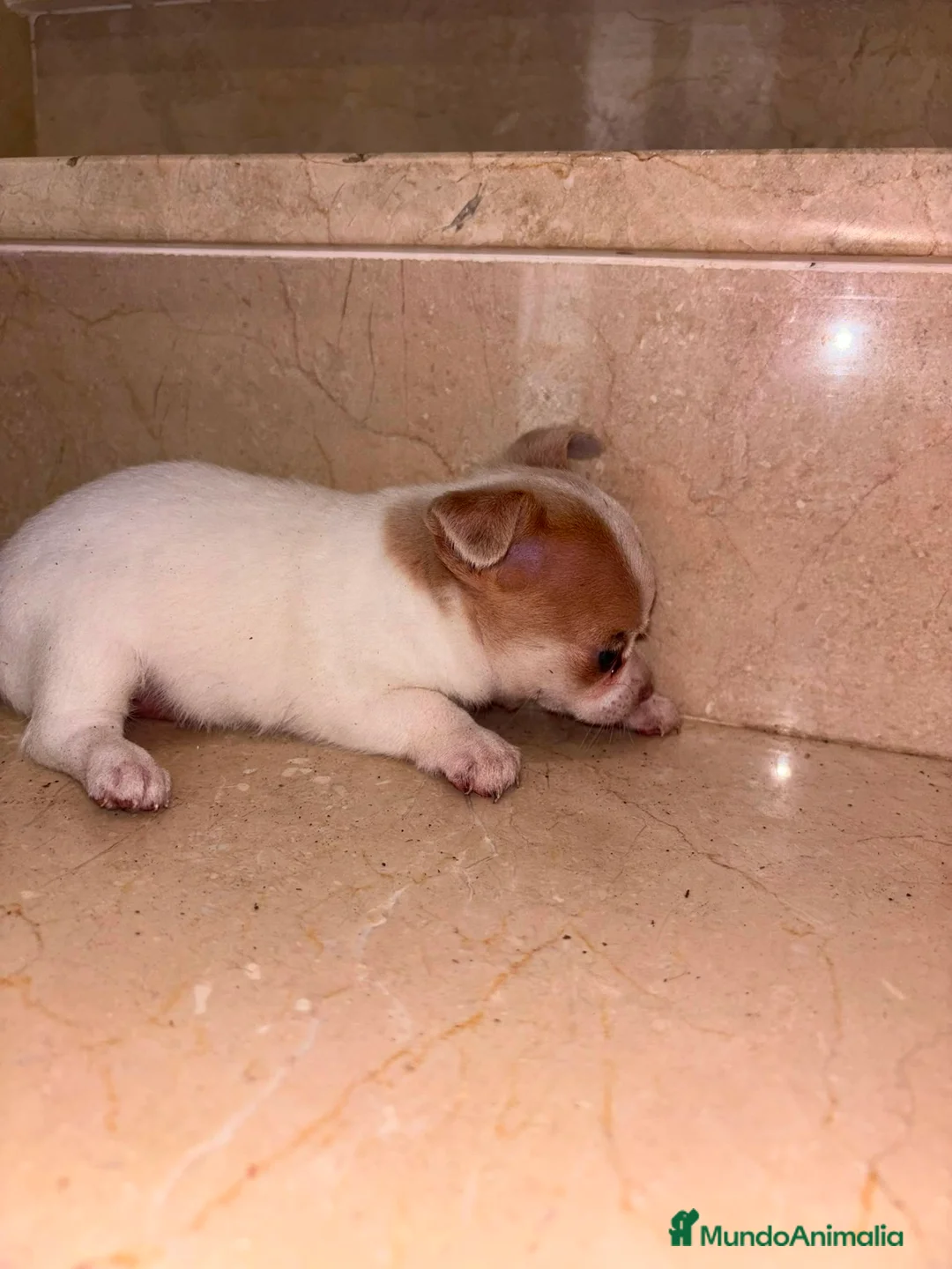 Chihuahua perros en venta: Chihuahua toy  - Anuncio 2