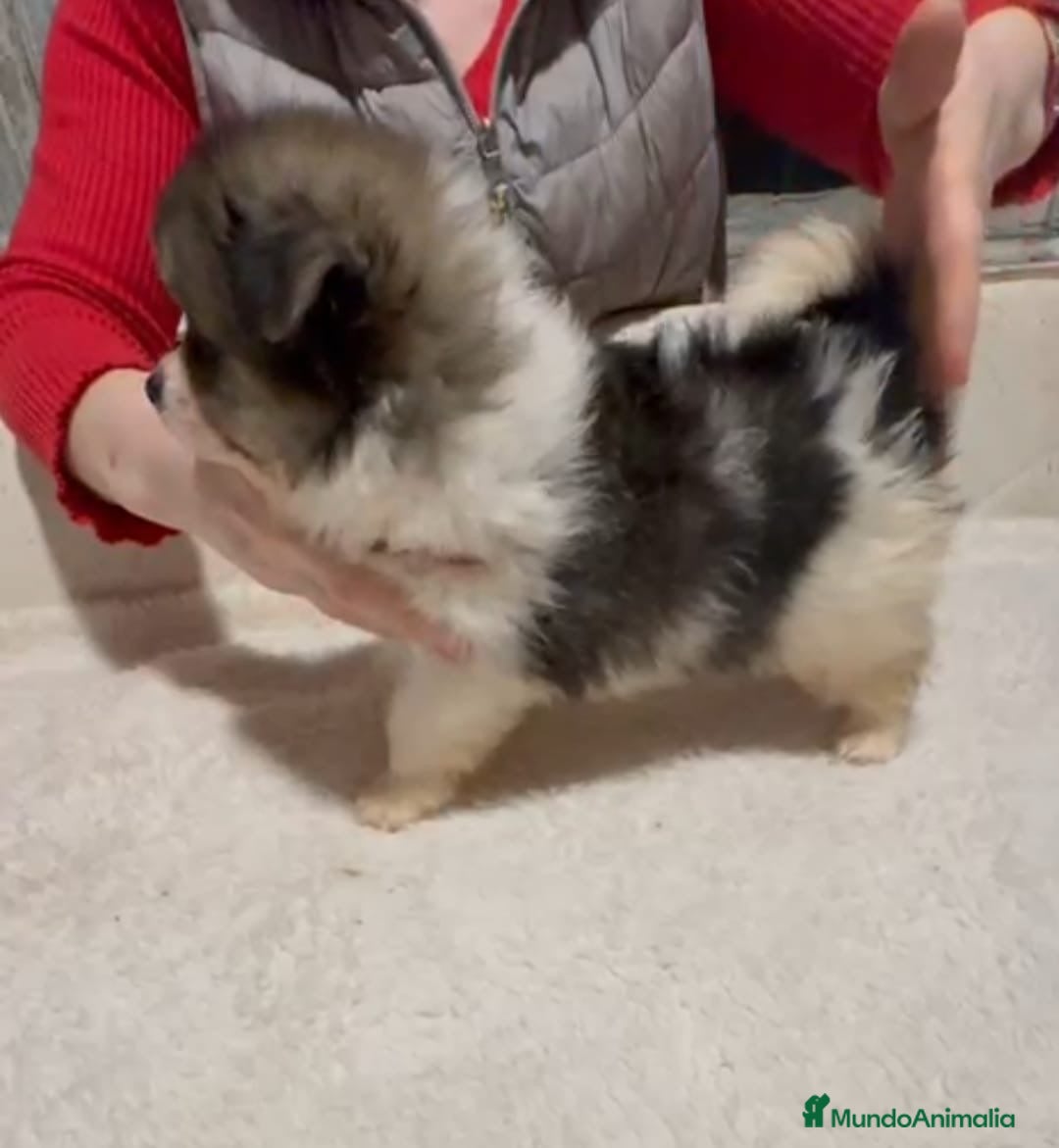 Pomerania perros Precioso promeranian - Anuncio 1