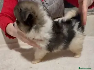 Pomerania perros Precioso Pomeranian mini - Anuncio 14