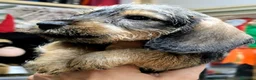 Teckel perros en venta: Camada de Teckel Pelo Duro - Anuncio 6