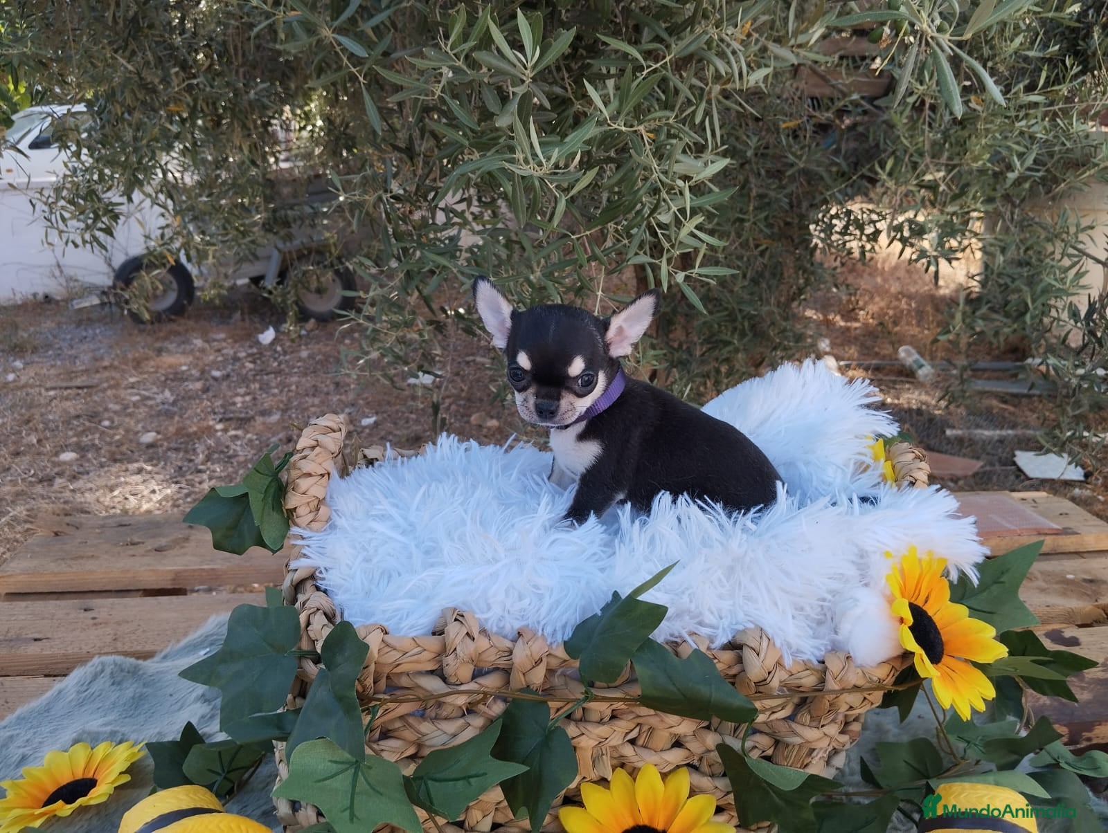 Chihuahua perros CHIHUAHUAS TOYS  - Anuncio 1