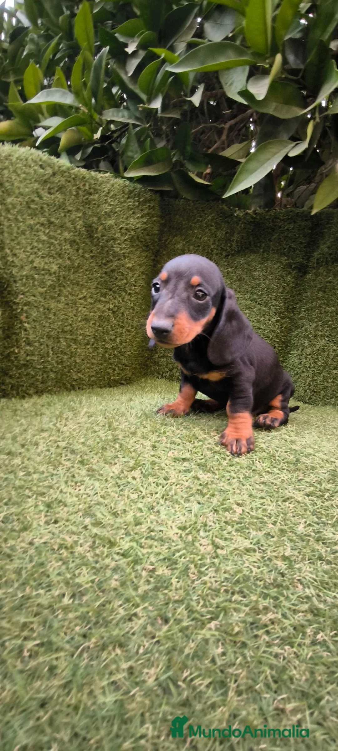 Teckel Miniatura perros en venta: teckel miniatura negro fuego machos y hembras  - Anuncio 2