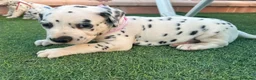 Dálmata perros en venta: Preciosos Cachorros Dálmata Super Amorosos - Anuncio 3