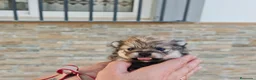 Pomerania perros en venta: Pomerania  - Anuncio 6