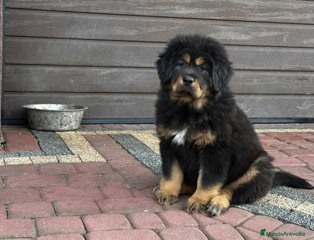 Dogo del Tíbet perros Dogo del tibet - Anuncio 1