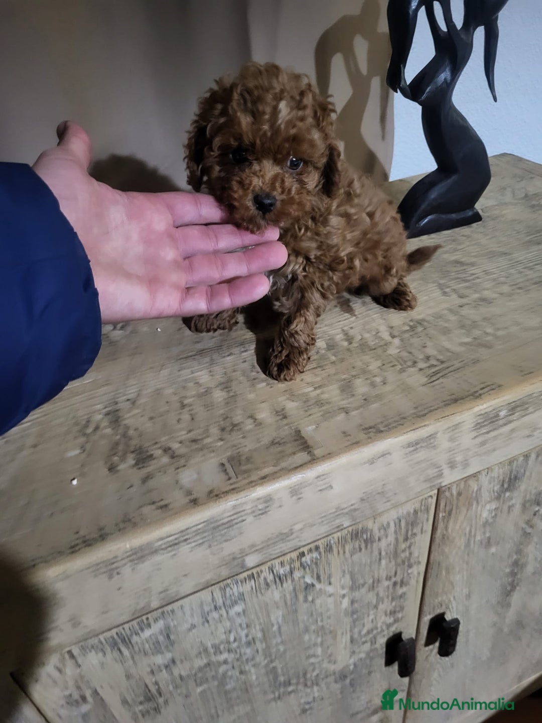 Caniche Toy perros en venta: Caniche toy rojo  - Anuncio 2