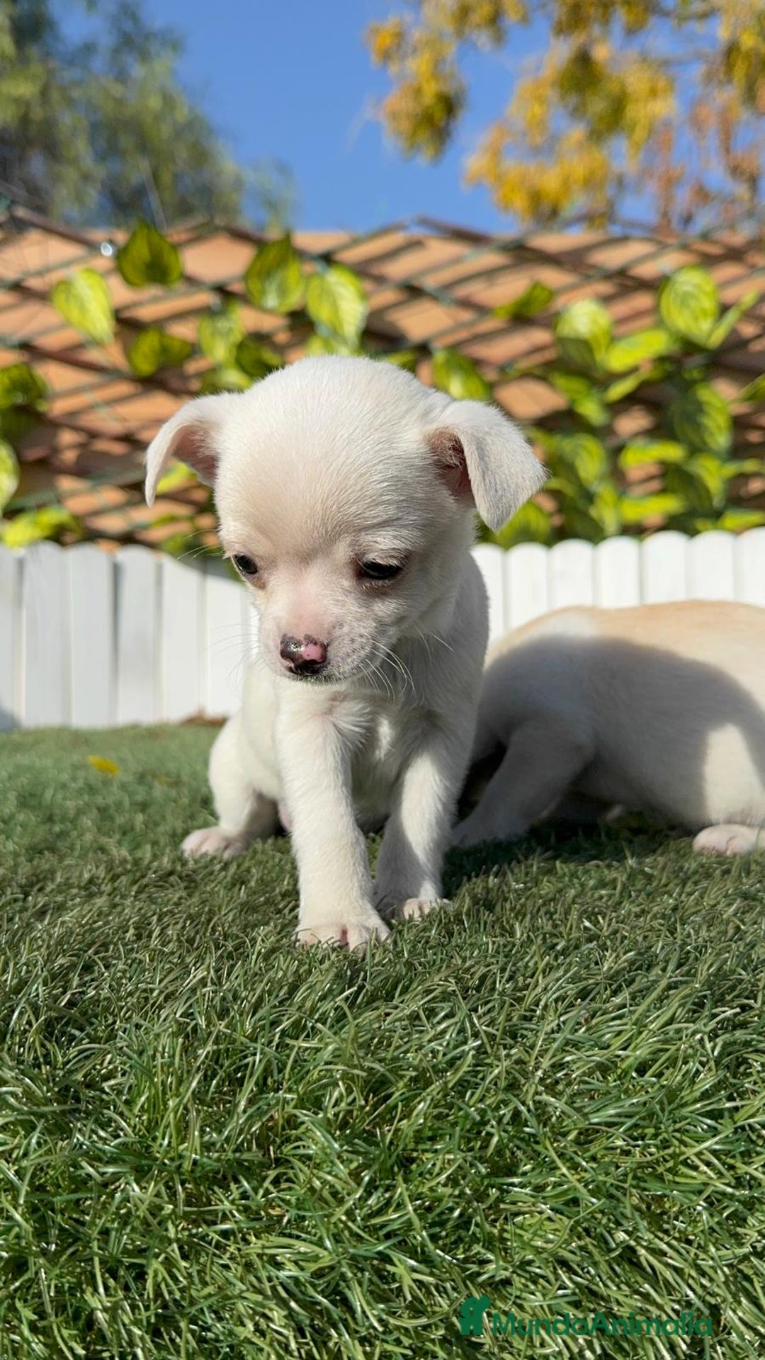 Chihuahua perros en venta: CHIHUAHUA MACHO - Anuncio 22