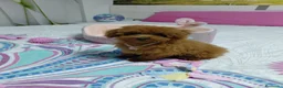 Caniche Toy perros en venta: Caniche hembra toy roja  - Anuncio 1