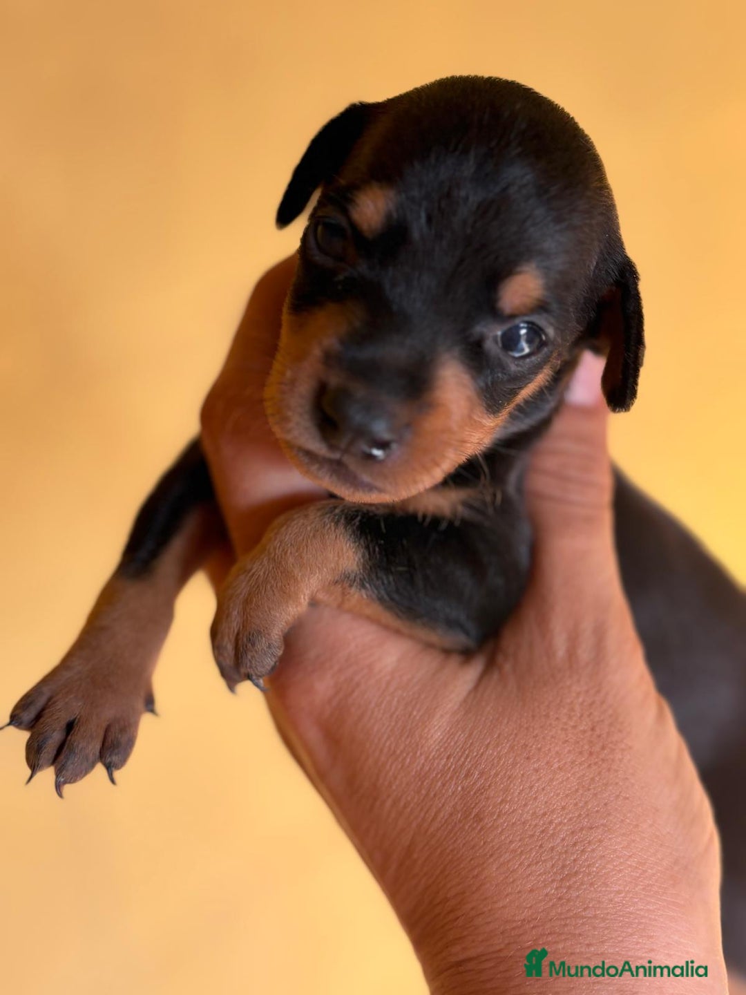 Pinscher Miniatura perros en venta: Pinscher miniatura  - Imagen 3