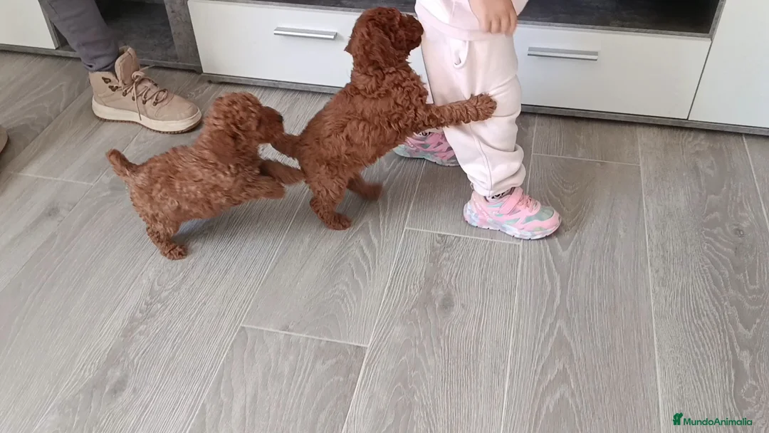 Caniche Toy perros en venta: CANICHES MACHITOS TOY - Anuncio 2