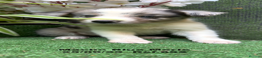 Border Collie Cachorro 1