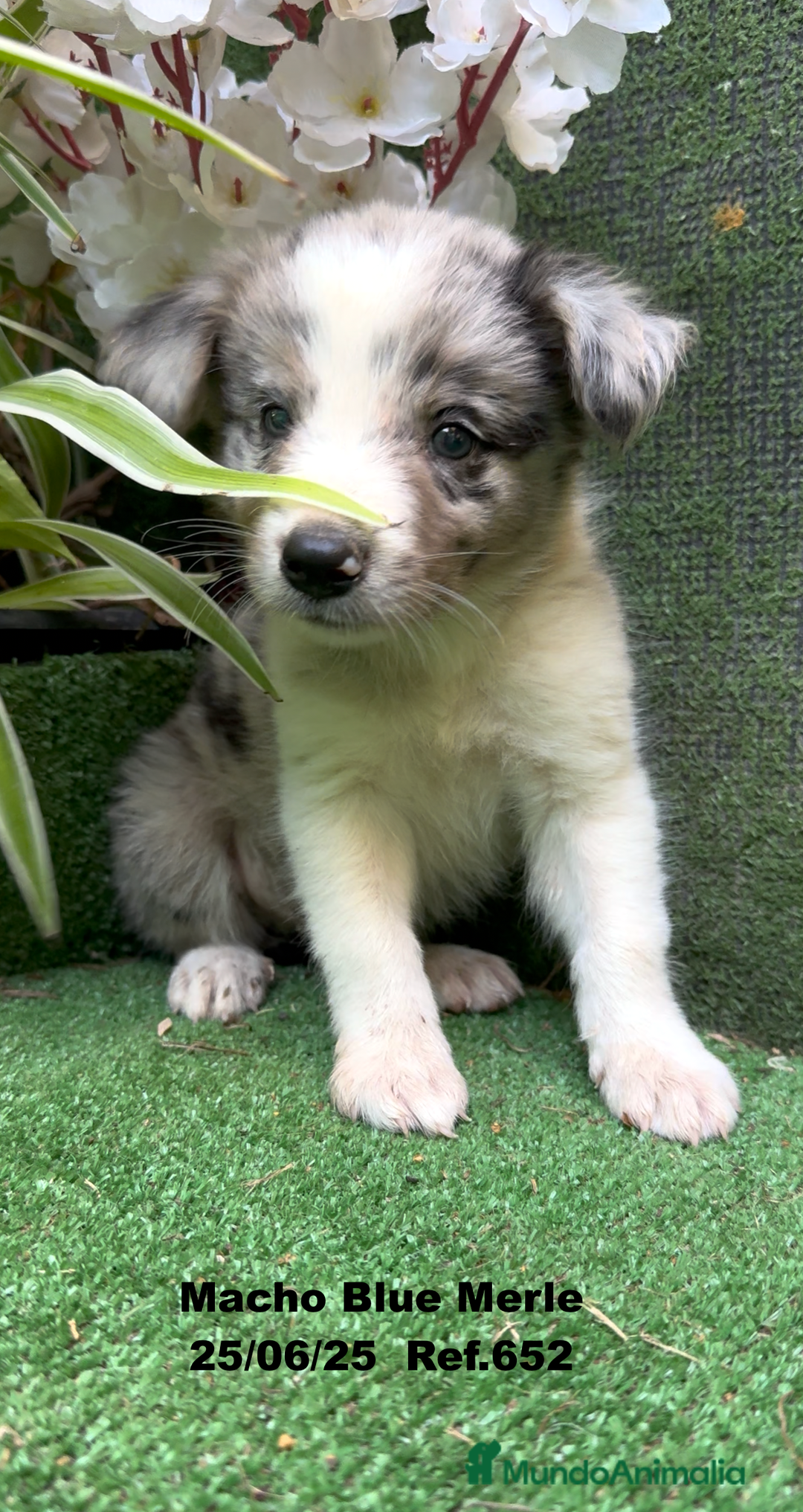 Border Collie perros en venta: BORDER COLLIE DE VILLA BIZNAGA - Imagen 21