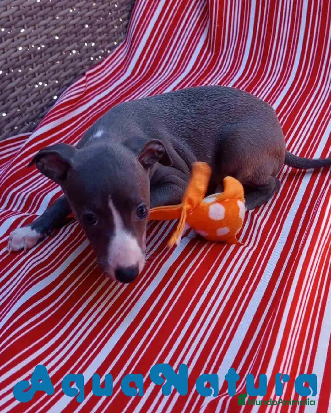 Pequeño Lebrel Italiano perros en venta: Lebrel Italiano Hembra 5 de AB y Omega AQUANATURA - Anuncio 4