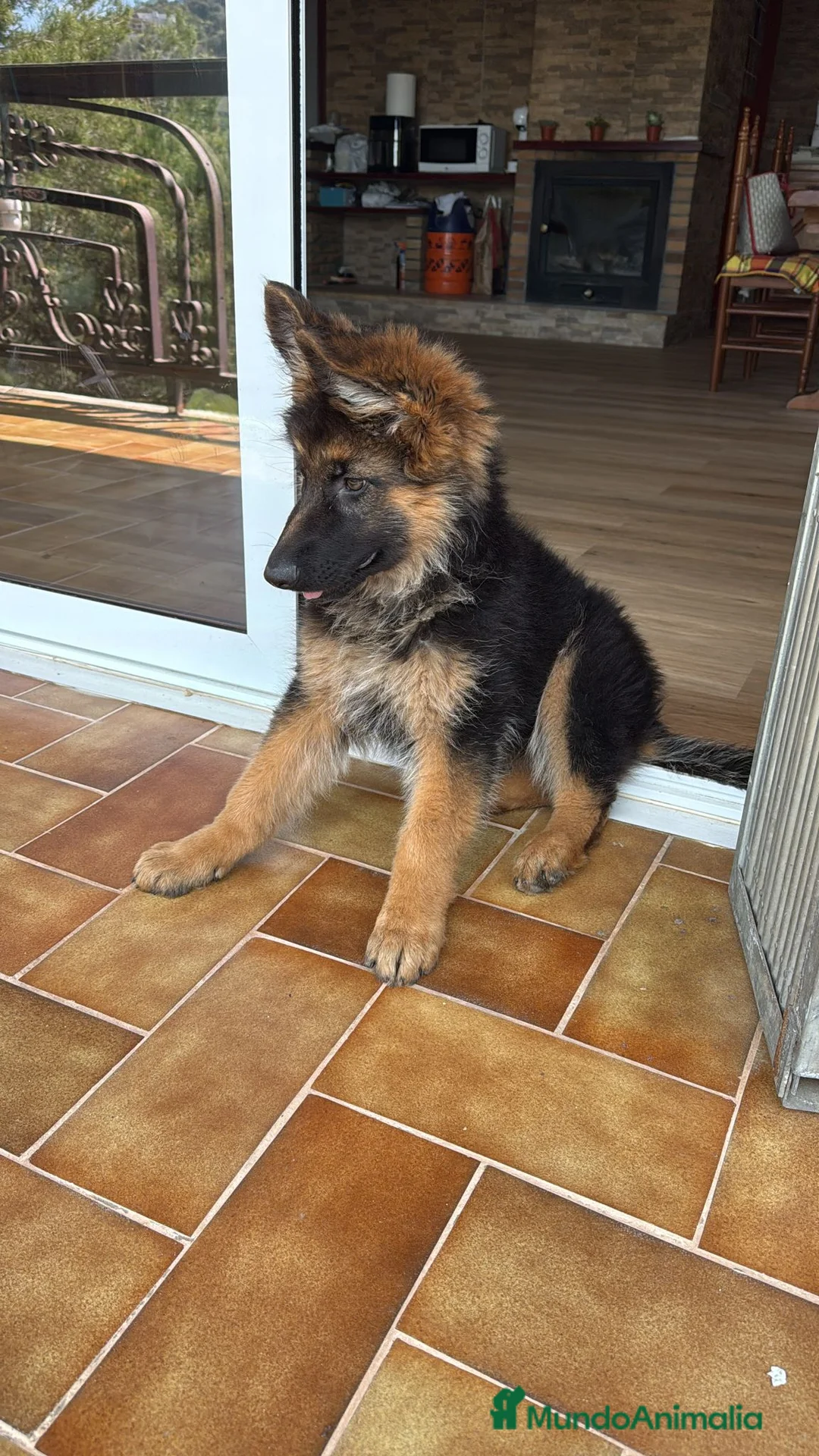 Pastor Alemán perros en venta: PASTOR ALEMAN - Anuncio 2
