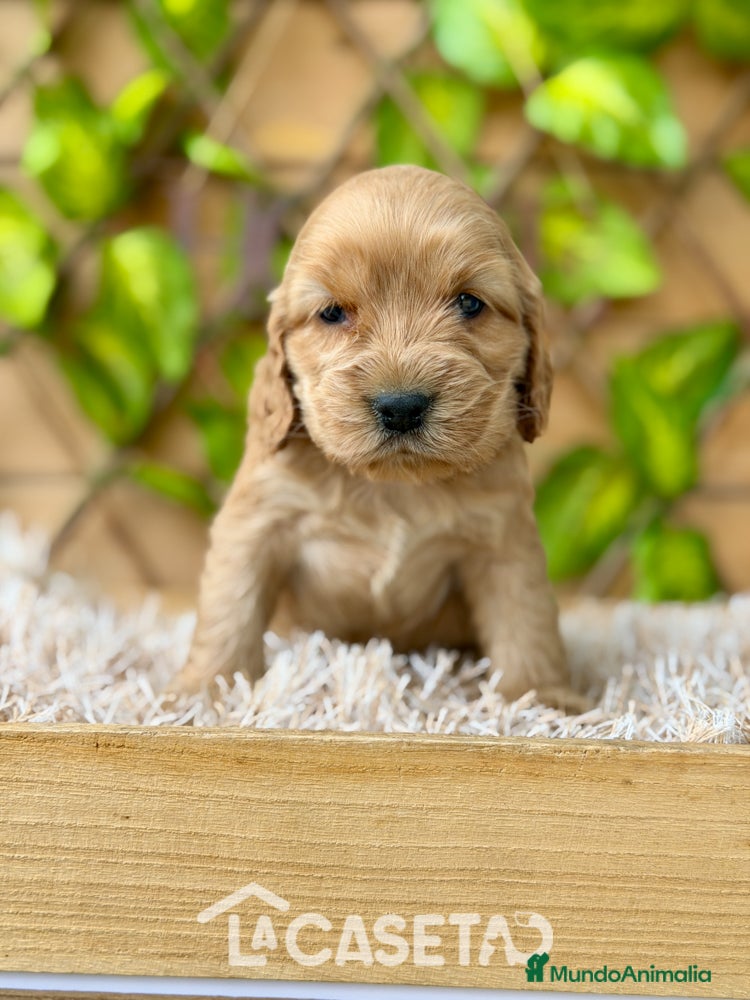 Cocker Spaniel Inglés perros Camada de Zaida  - Anuncio 7