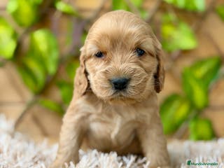 Cocker Spaniel Inglés perros Camada de Zaida - Anuncio 9