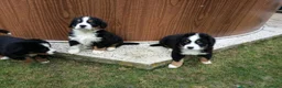 Boyero de Berna perros en venta: Boyero de Berna  - Anuncio 1
