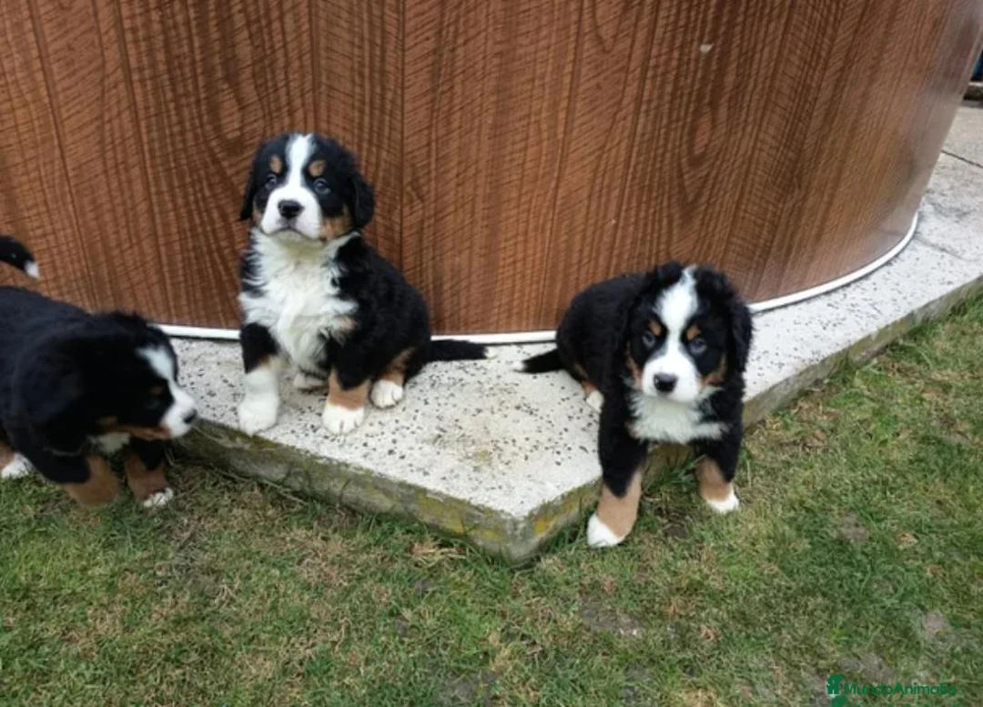 Boyero de Berna perros en venta: Boyero de Berna  - Anuncio 1