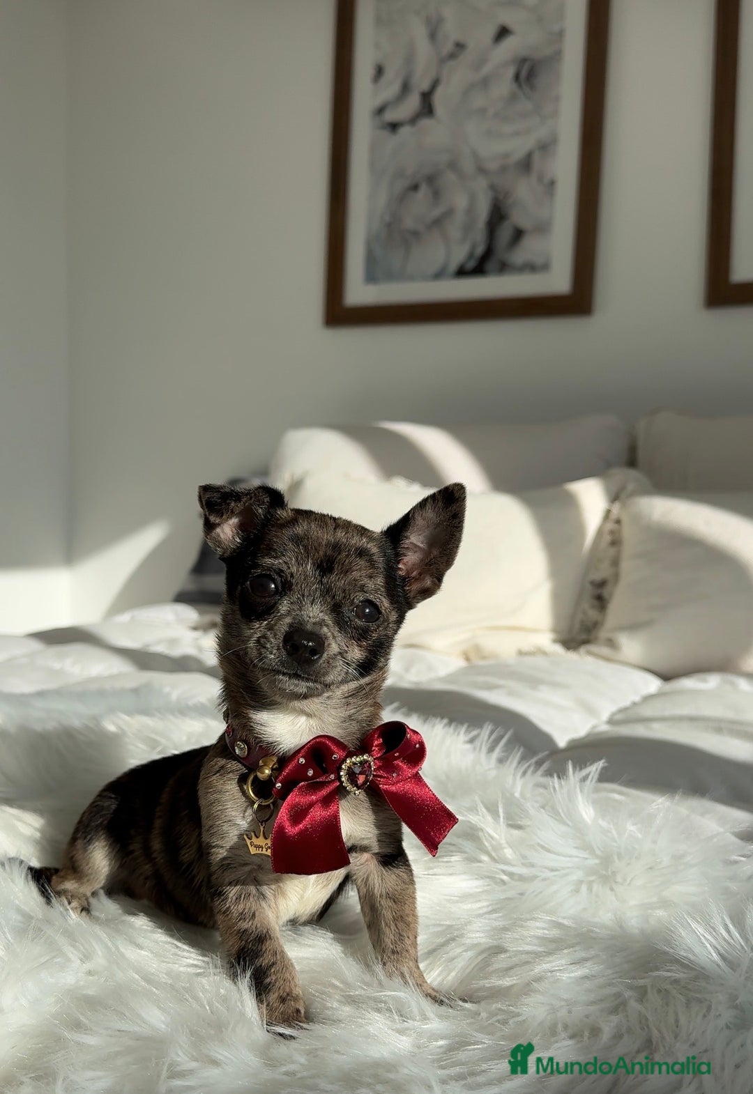Chihuahua perros en venta: Chihuahua merle - Anuncio 1