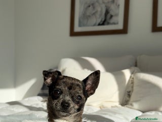Chihuahua perros Chihuahua merle - Anuncio 1