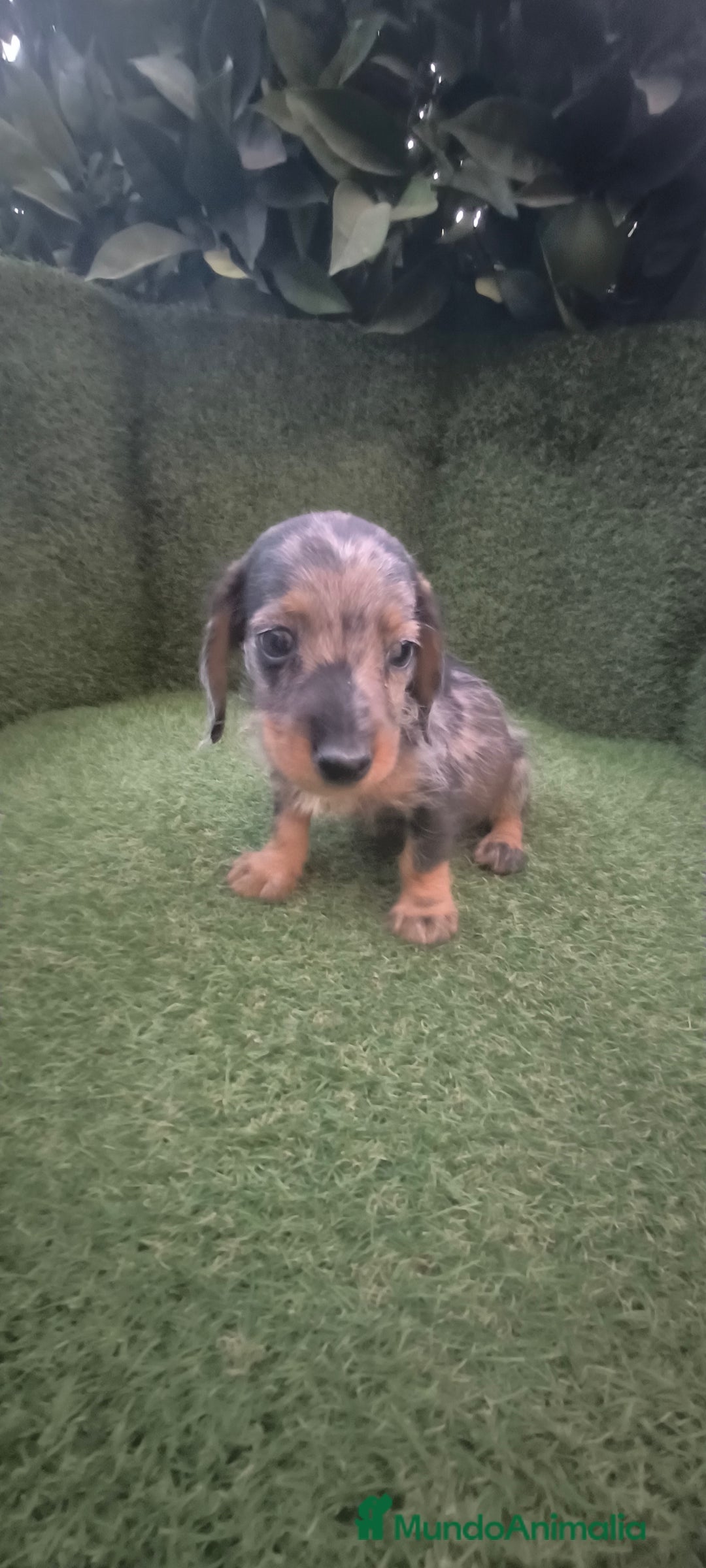 Teckel Miniatura perros en venta: teckel miniatura pelo basto arlequín y negro fuego - Imagen 6