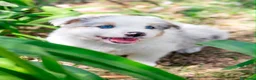 Pastor Australiano perros en venta: Cachorros e Pastor Australiano  - Anuncio 4