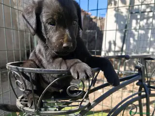 Labrador Retriever perros LABRADOR - Anuncio 1