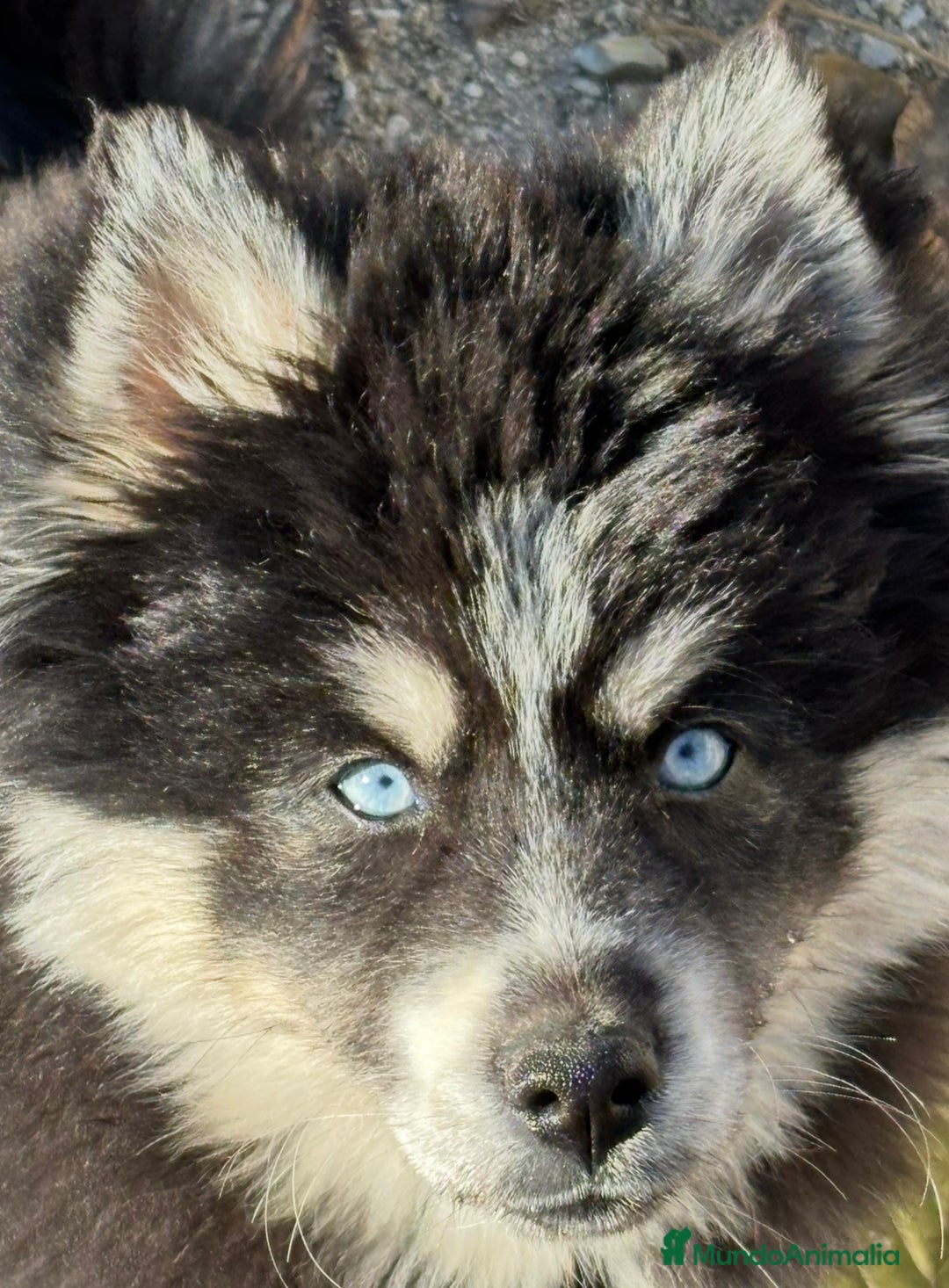 Pomsky perros en venta: Mini husky puro pomsky - Anuncio 1