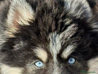 Pomsky perros Mini husky puro pomsky - Anuncio 26