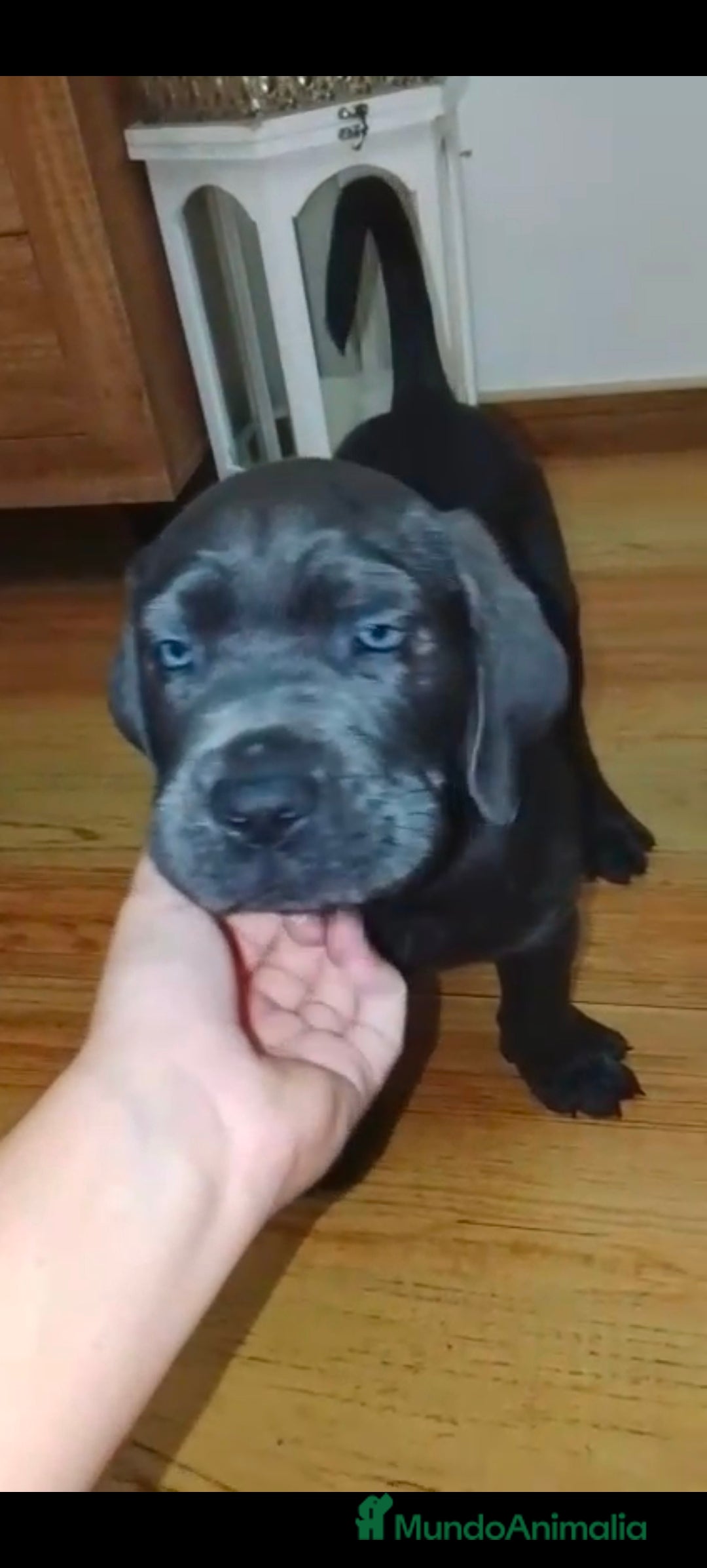 Cane Corso perros en venta: Cane corso  - Imagen 2