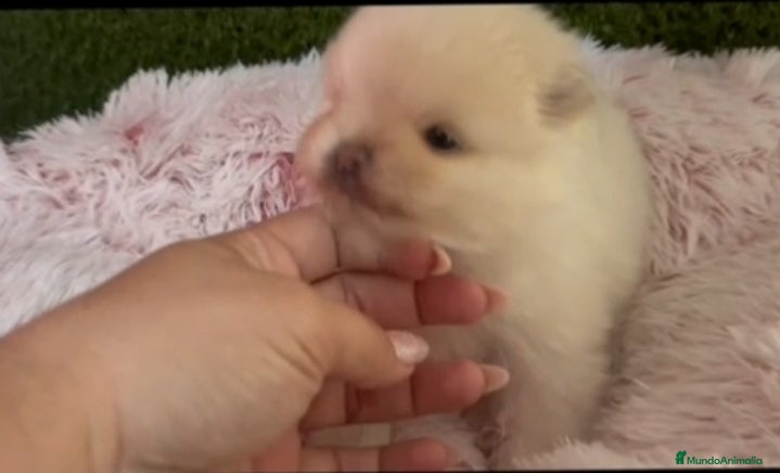 Pomerania perros Pomerania  - Anuncio 2