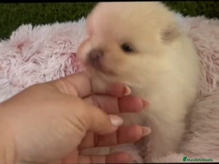 Pomerania perros Pomerania - Anuncio 2