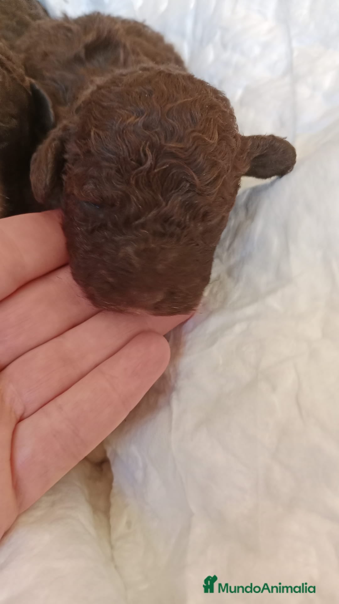 Perro de Agua Español perros en venta: Cachorritas de perro de aguas 🇪🇸 - Imagen 4