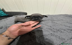 Chihuahua perros en venta: Chihuahua minis en CURTIS. La Coruña  - Imagen 5