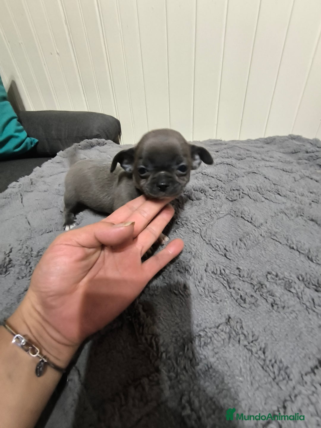 Chihuahua perros en venta: Chihuahua minis en CURTIS. La Coruña  - Imagen 5