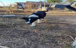 Border Collie perros en venta: Últimos border collie disponibles - Imagen 3