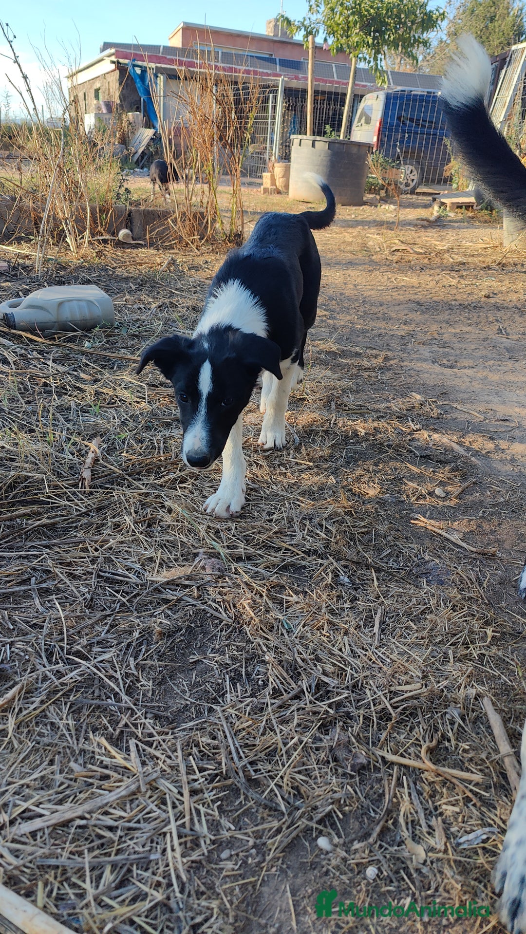 Border Collie perros en venta: Últimos border collie disponibles - Imagen 3